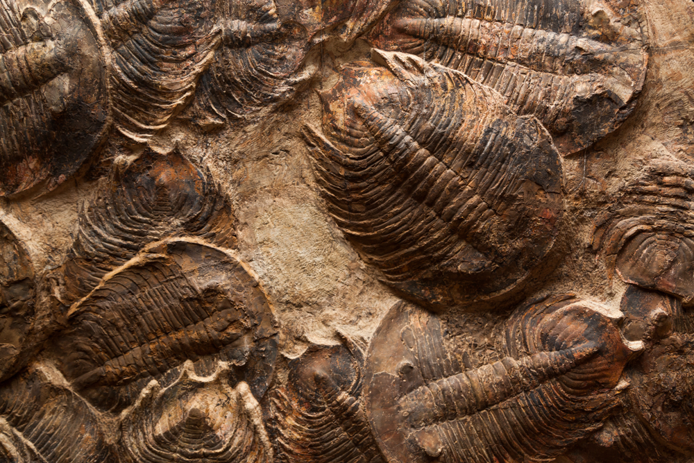 化石记录和古生物学